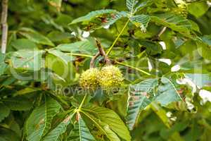 Chestnut, fruit in its hull