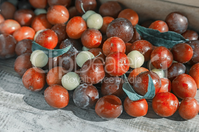 Red and yellow ripe plums on the table.