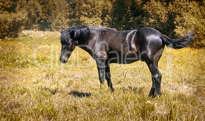 Horses grazing in a meadow on the edge of the forest.