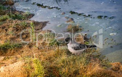 Seagull on the riverbank among the grass.