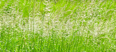 Perfect green background by the fresh grass . Wide photo.