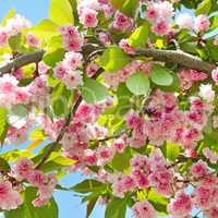 Sakura flower on nature background.