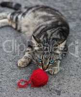 young gray striped cat and red ball