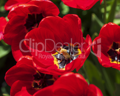 blossoming bud of a red tulip with a yellow pestle