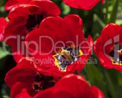 blossoming bud of a red tulip with a yellow pestle