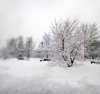 city park after snowfall at day