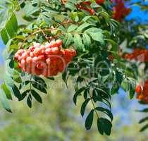 ashberry at dry sunny summer day