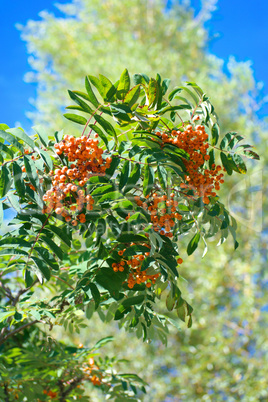 ashberry at dry sunny summer day