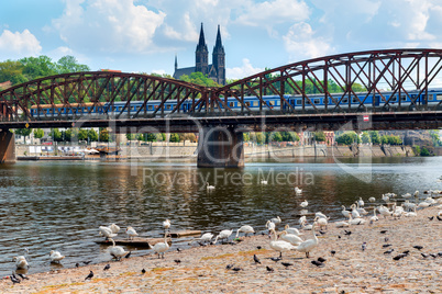 Swans near Railway bridge