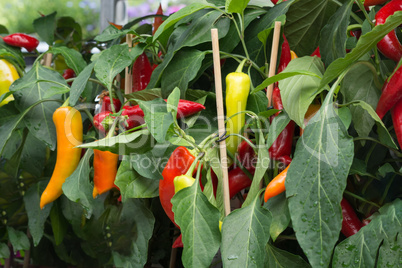 Paprika in the organic garden