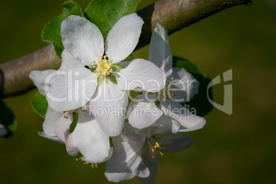 Common pear, Pyrus domestica