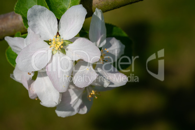 Common pear, Pyrus domestica