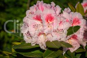 Rhododendron Hybrid Kromlauer Parkperle, Rhododendron hybrid