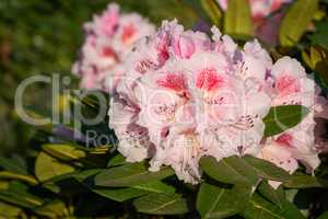Rhododendron Hybrid Kromlauer Parkperle, Rhododendron hybrid