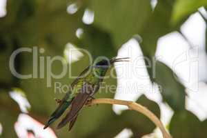 Sparkling violet ear hummingbird Colibri coruscans