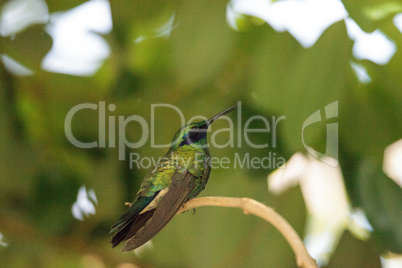 Sparkling violet ear hummingbird Colibri coruscans