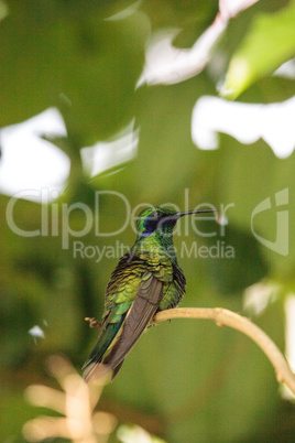 Sparkling violet ear hummingbird Colibri coruscans