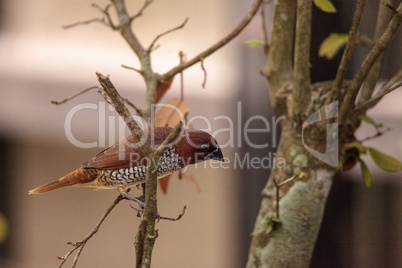 Spice finch bird Lonchura punctulata