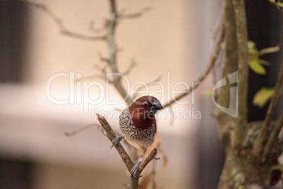 Spice finch bird Lonchura punctulata