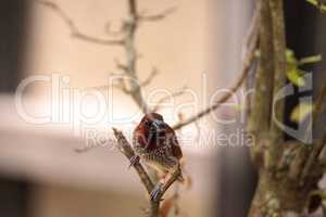 Spice finch bird Lonchura punctulata