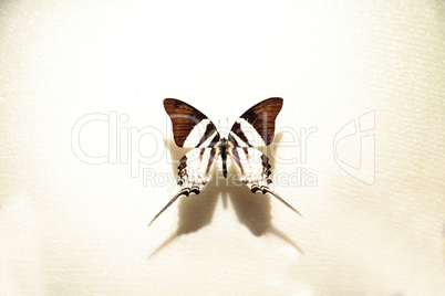 Tabitha's swordtail butterfly Graphium dorcus