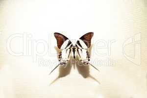 Tabitha's swordtail butterfly Graphium dorcus