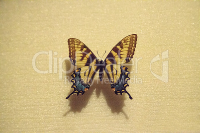 Tiger swallowtail butterfly Papilio glaucus