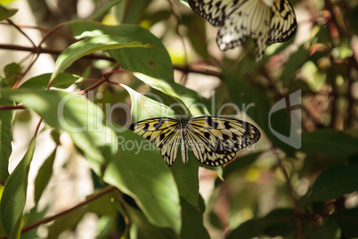 Tree nymph butterfly Idea malabarica