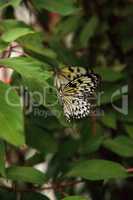 Tree nymph butterfly Idea malabarica