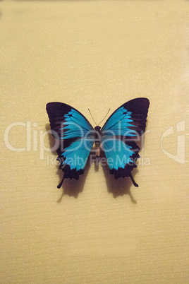 Ulysses butterfly Papilio ulysses autolycus