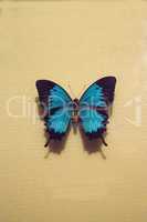 Ulysses butterfly Papilio ulysses autolycus
