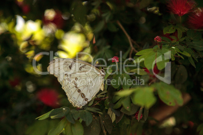 White morpho butterfly  Morpho polyphemus