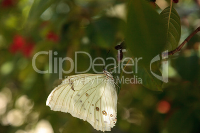 White morpho butterfly  Morpho polyphemus