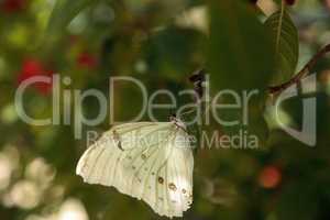 White morpho butterfly  Morpho polyphemus