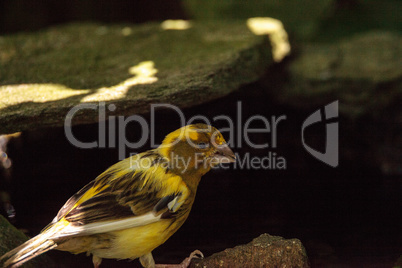 Yellow canary Serinus flaviventris