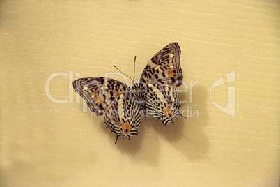 Baeotus deucalion butterfly underside with wings spread