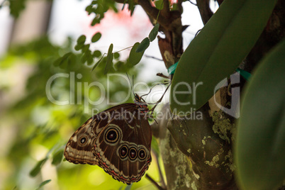 Blue morpho butterfly Morpho menelaus