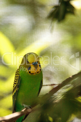 Green and yellow Budgie Bird Melopsittacus undulatus