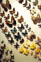 Large colorful collection of butterfly species with their wings
