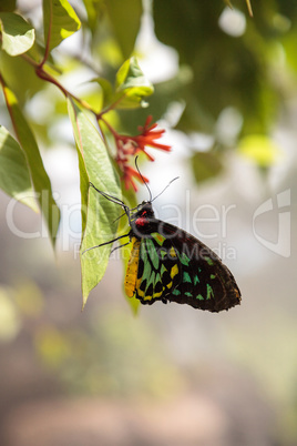 Cairns birdwing butterfly Ornithoptera euphorion
