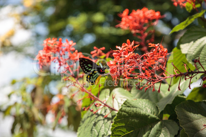 Cairns birdwing butterfly Ornithoptera euphorion