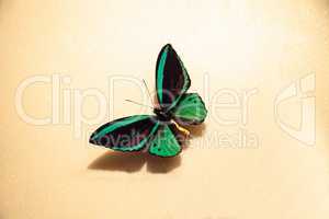 Common green birdwing butterfly Ornithoptera priamus poseidon