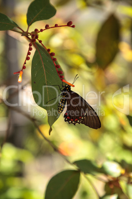 Common rose butterfly Pachliopta aristolochiae