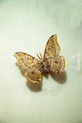 Copaxa midea moth pinned to a display board