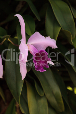 Crimson cattleya orchid flower Cattleya labiate