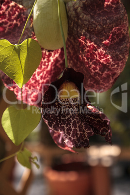 Dutchman's pipe flower Aristolochia littoralis