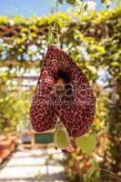 Dutchman's pipe flower Aristolochia littoralis