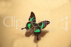 Emerald swallowtail butterfly Papilio palinurus