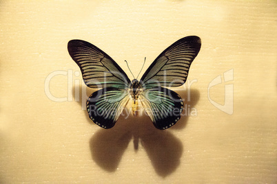 Giant blue swallowtail butterfly Papilio zalmoxis