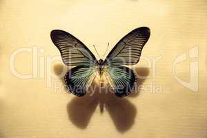 Giant blue swallowtail butterfly Papilio zalmoxis